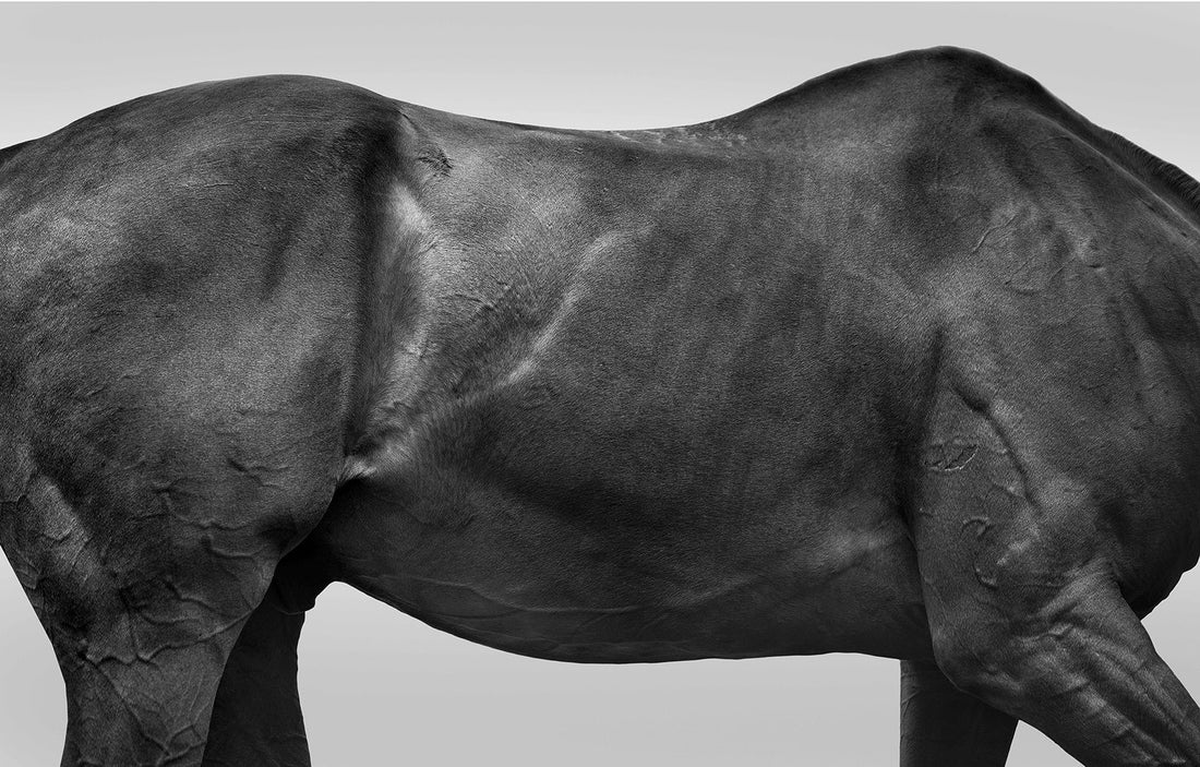 The Horse Body – Sarah McColgan